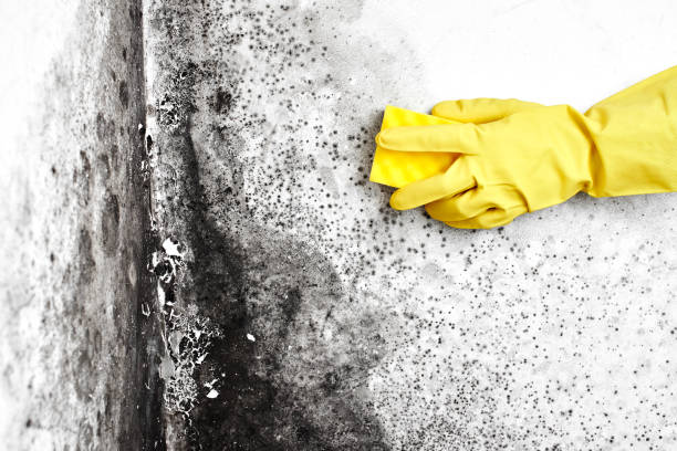 Best Mold Damage Repair  in Holly Hill, SC