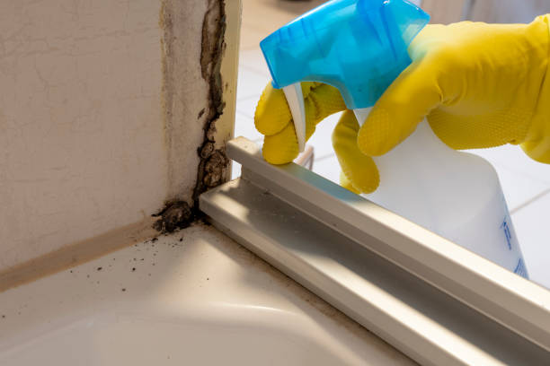 Attic Mold Removal in Holly Hill, SC