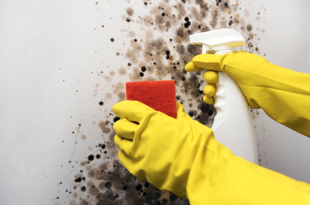 Best Toxic Mold Removal  in Holly Hill, SC