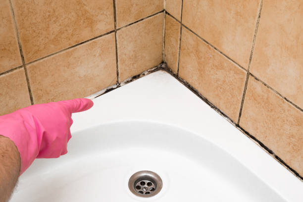 Best Residential Mold Removal  in Holly Hill, SC