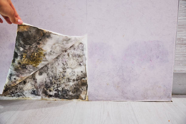 Trusted Holly Hill, SC Mold Removal Experts
